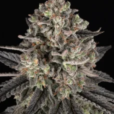Blue Dream